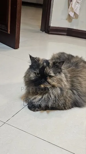 1+ year Female Purebred Persian