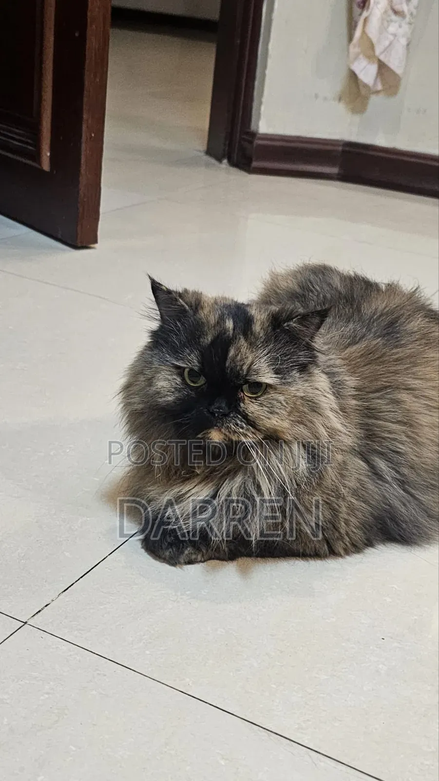 1+ year Female Purebred Persian