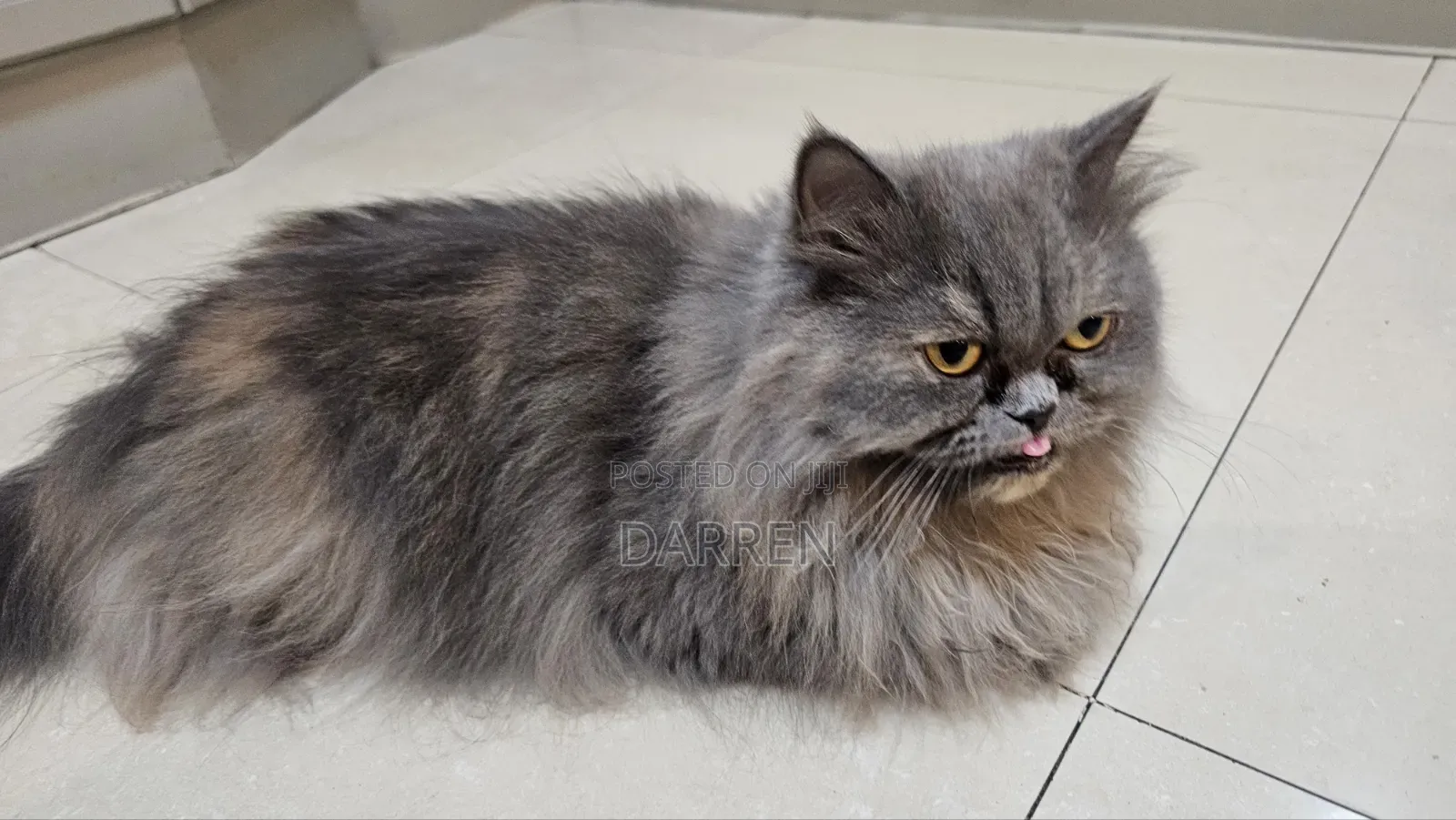1+ year Female Purebred Persian