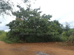 Farm for Sale With 6 Acres for Sale TSH 9,500,000 at Mbwewe Chalinze
