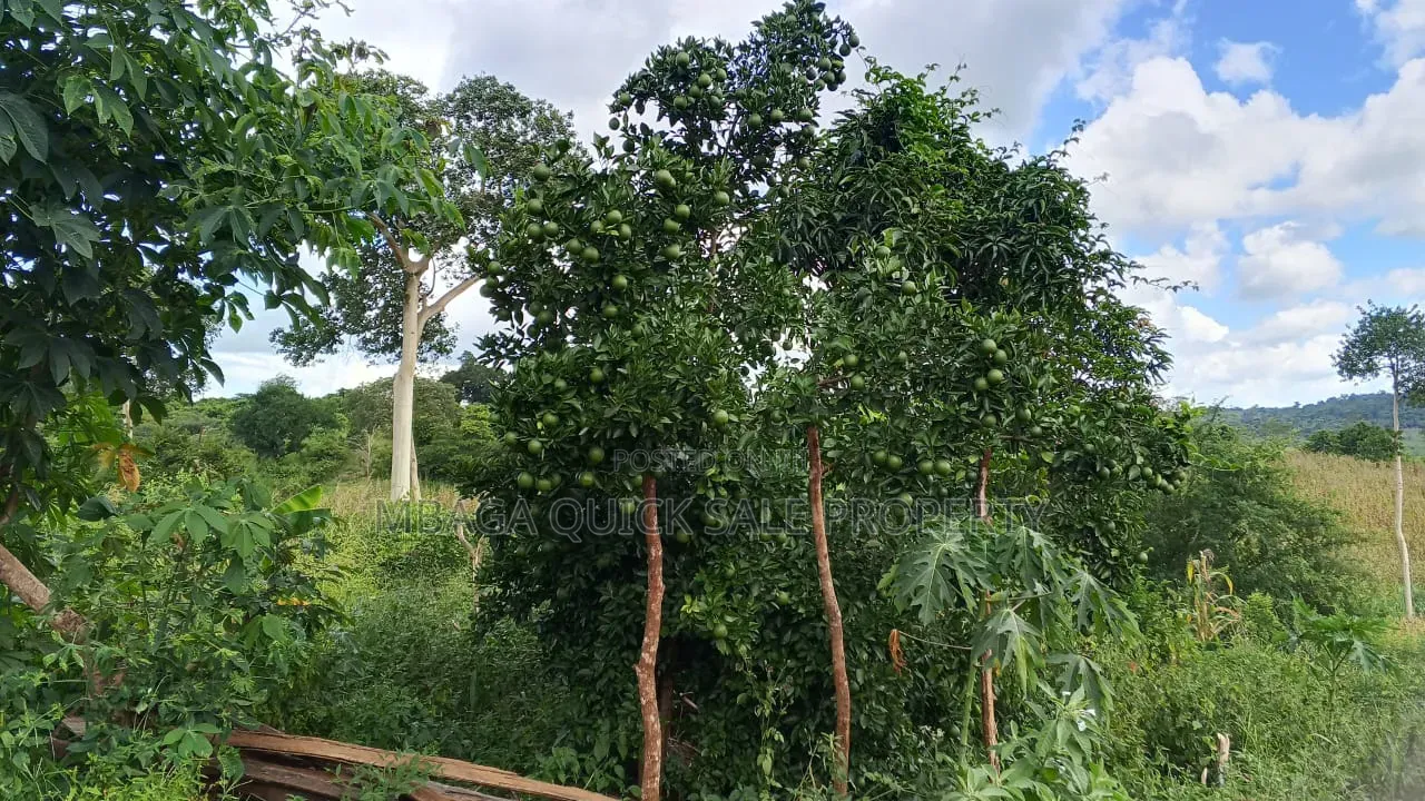 Farm With 20 Acres for Sale in Chalinze Mbwewe