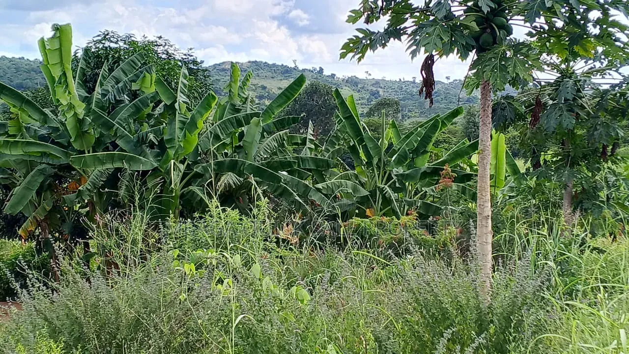 Farm With 20 Acres for Sale in Chalinze Mbwewe