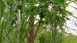 Farm With 20 Acres for Sale in Chalinze Mbwewe