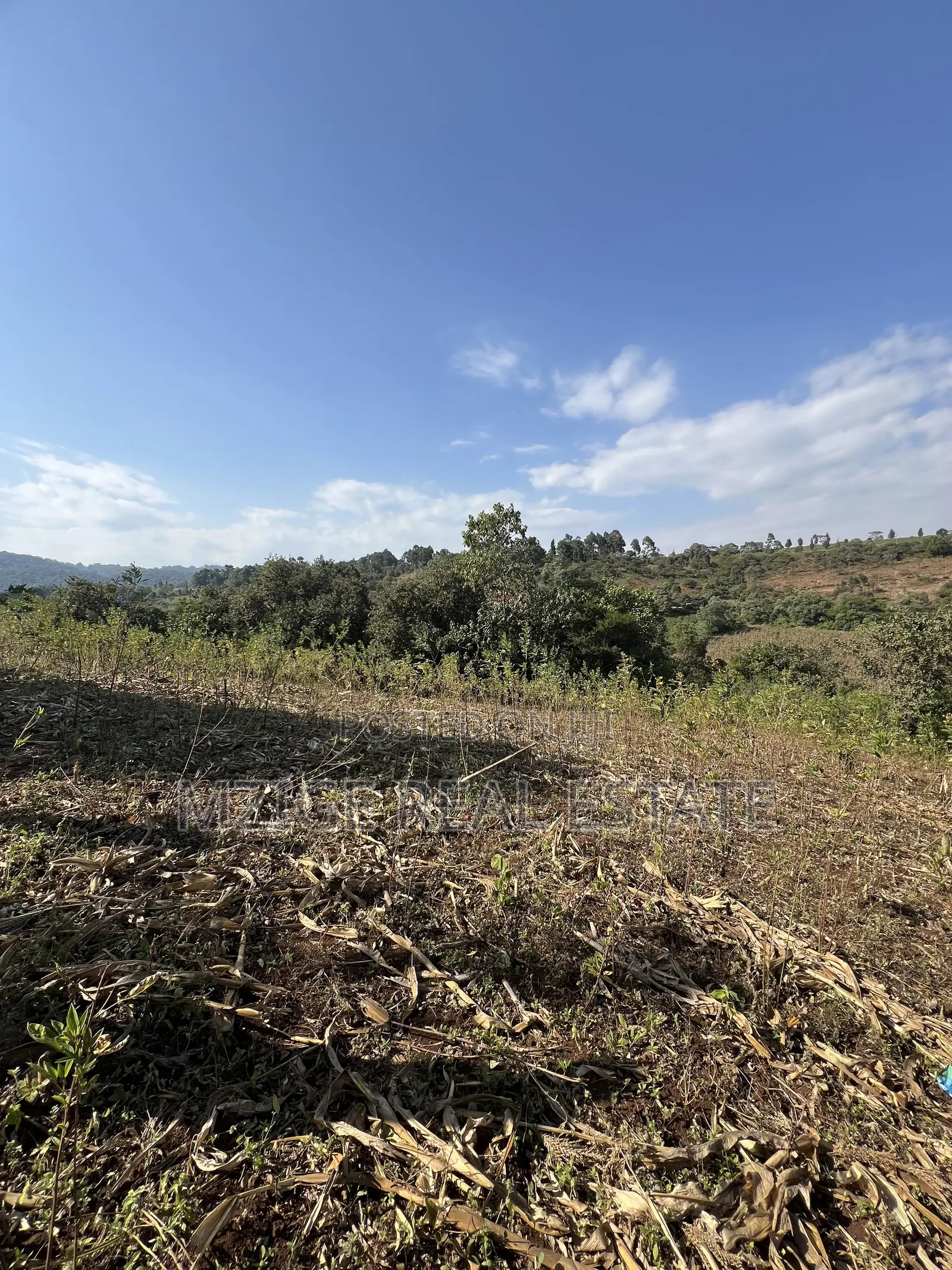Prime 11-Acre Land With Stunning Forest Views 4 Sale in Rhotia, Karatu