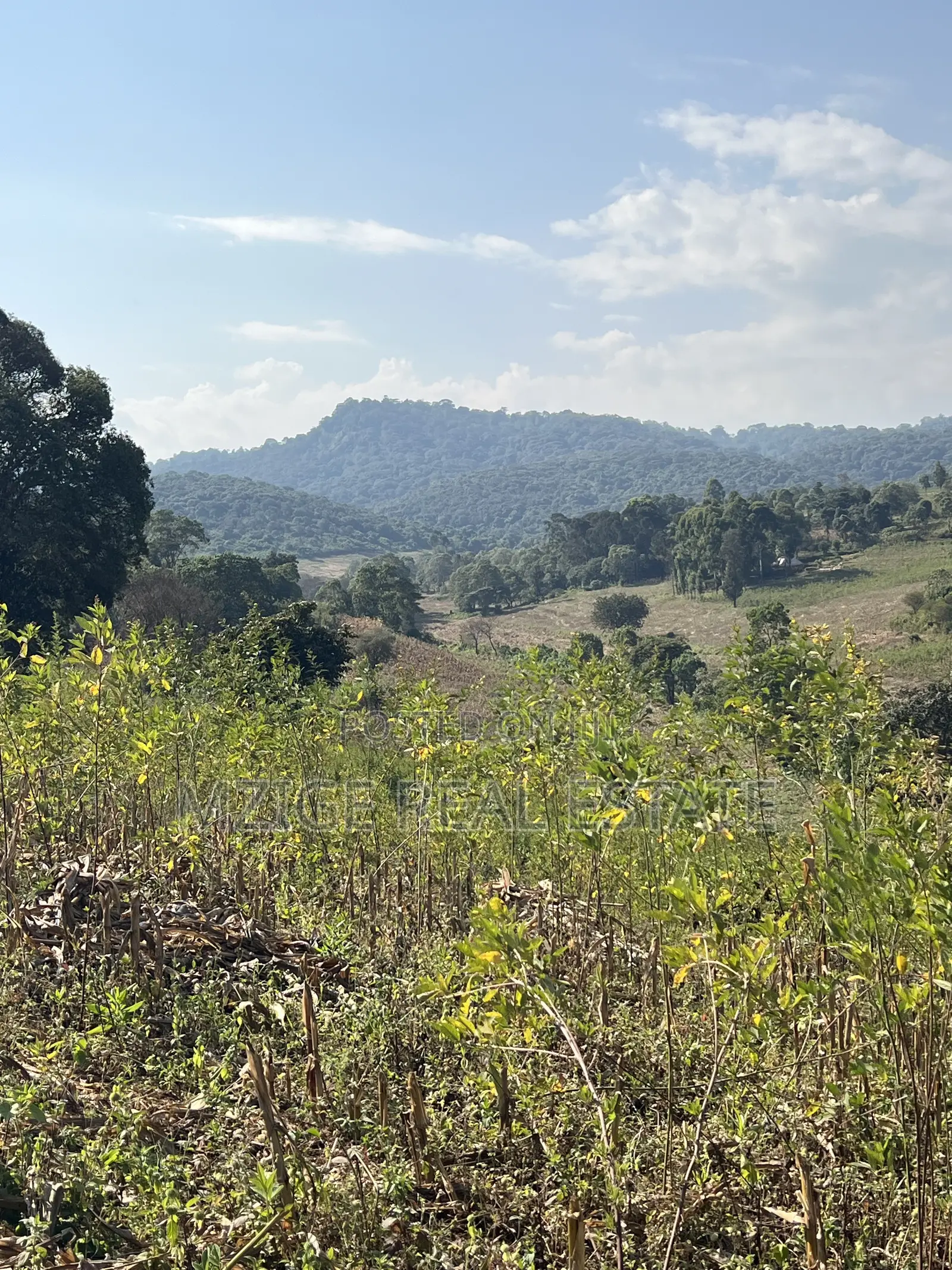 Prime 11-Acre Land With Stunning Forest Views 4 Sale in Rhotia, Karatu