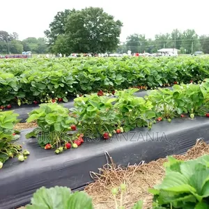White Mulching Film