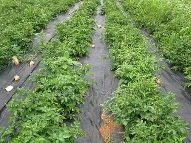 Lettuce Mulch Film