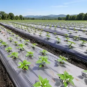 Maize Mulch Film