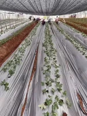 Garden Mulch Film