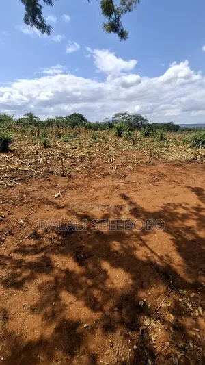 Hector 42 at Morogoro Mikese 