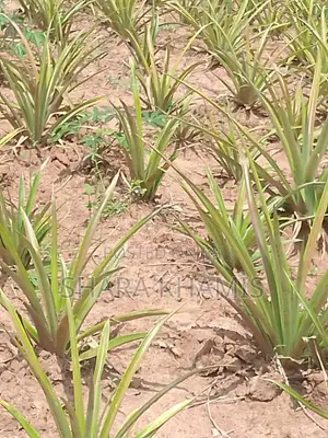 Donge Farmland on Sale Now