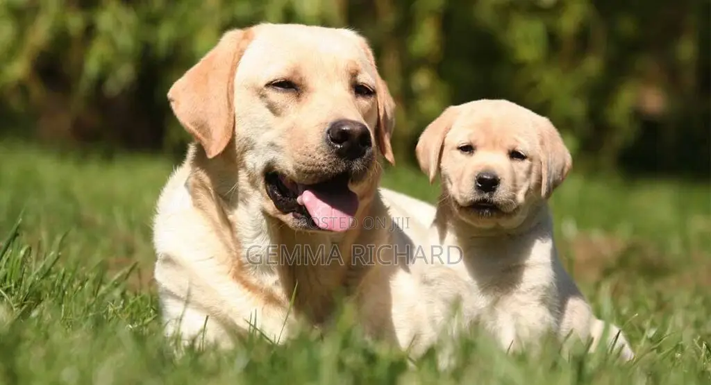 1-3 months Male Purebred Labrador Retriever