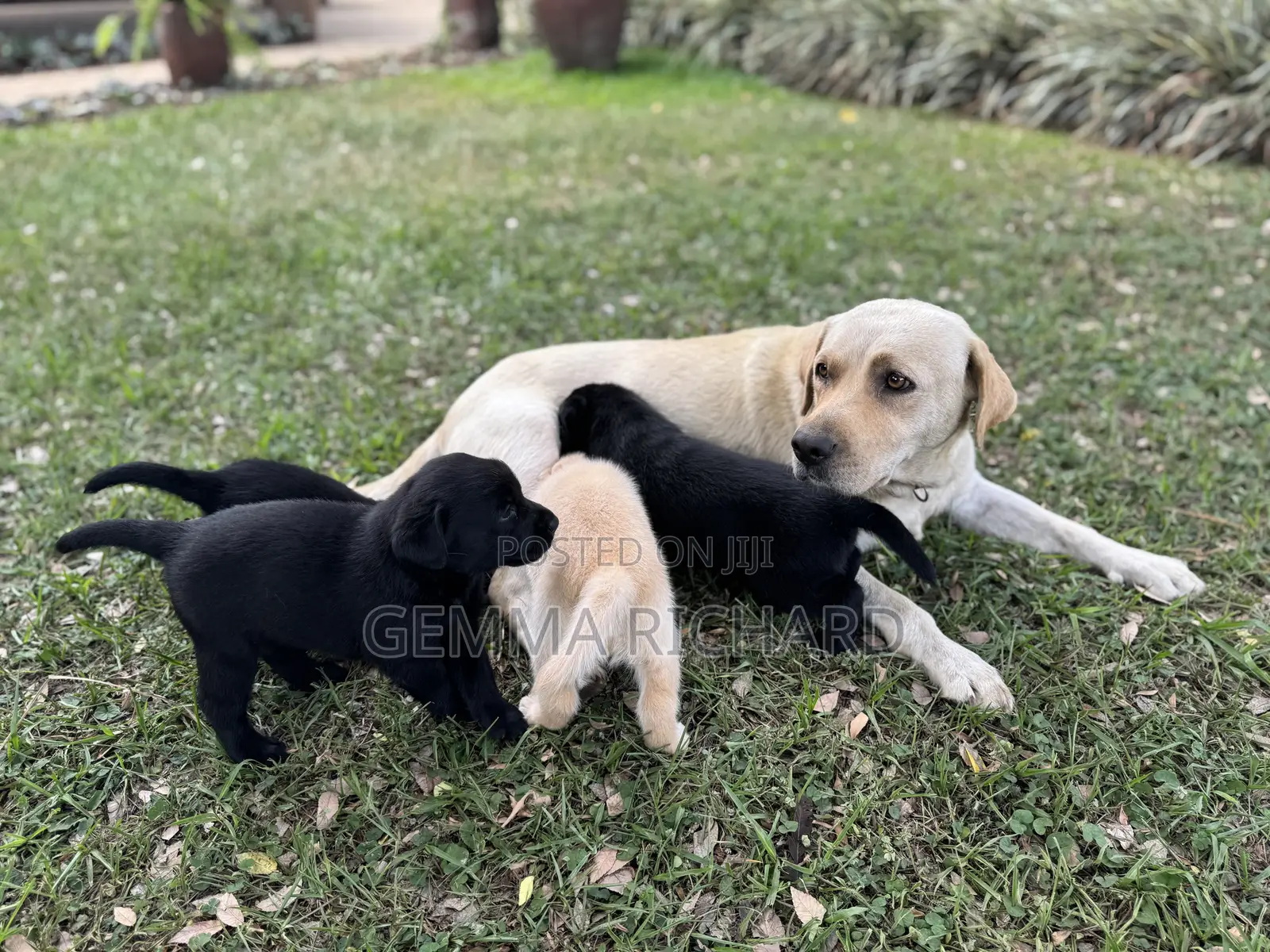 1-3 months Male Purebred Labrador Retriever