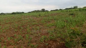 Shamba Zuri Sana Linauzwa Mbewe Wilaya Ya Chalinze