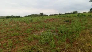 Shamba Zuri Sana Linauzwa Mbewe Wilaya Ya Chalinze