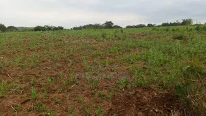Shamba Zuri Sana Linauzwa Mbewe Wilaya Ya Chalinze