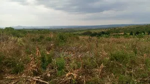 Shamba Zuri Sana Linauzwa Mbewe Wilaya Ya Chalinze
