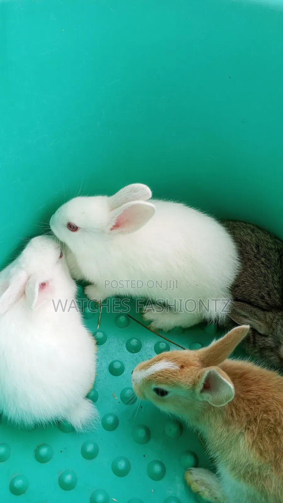 Rabbit/ Bunny