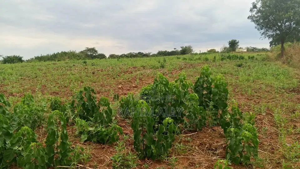 Shamba Linauzwa Mbwewe Hekari 30
