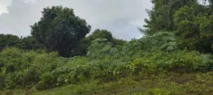 Kiwanja Karibu Ya Beach Gezaurole Kigamboni.