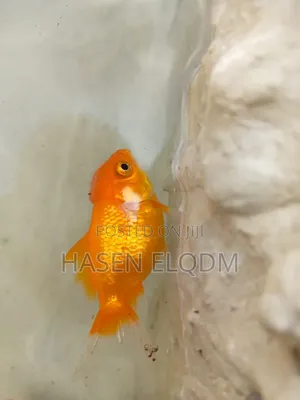Gold Fish Telescope