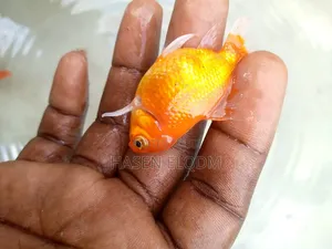 Gold Fish Telescope