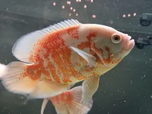 Samaki Wa Mapambo
