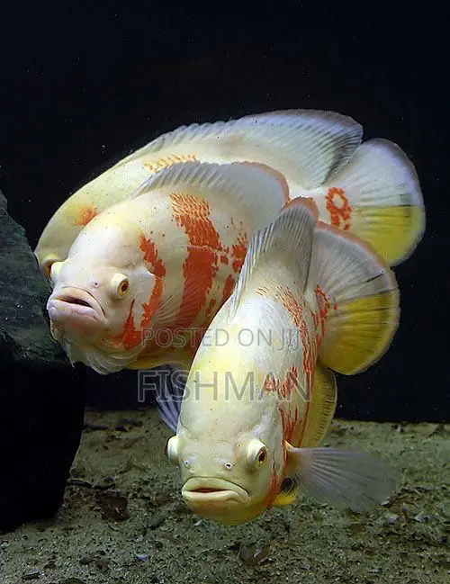 Samaki Wa Mapambo