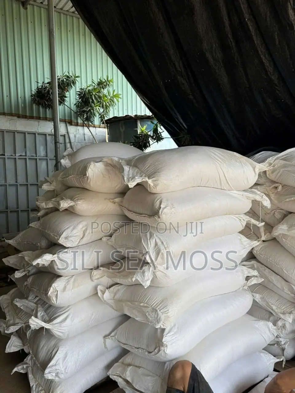 Sea Moss Powder