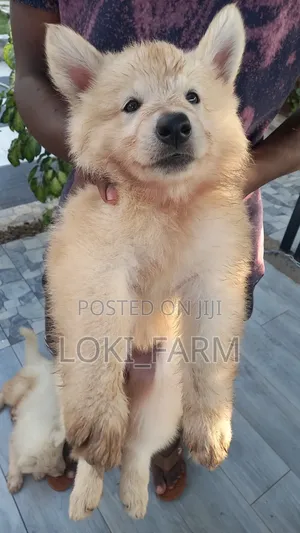 1-3 months Male Purebred White Shepherd