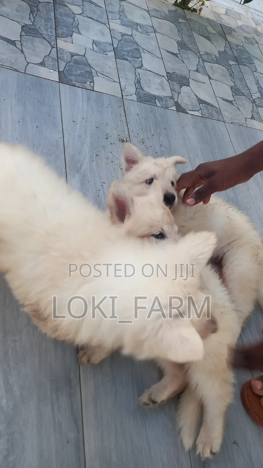 1-3 months Male Purebred White Shepherd