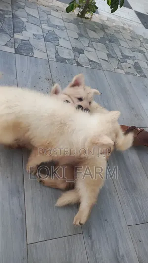 1-3 months Male Purebred White Shepherd