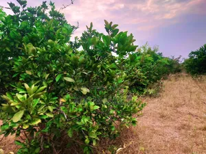 Shamba La Ekari 21 Linauzwa Fukayosi Bagamoyo