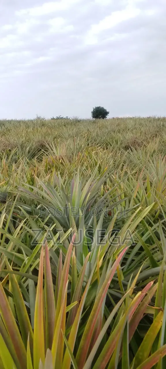 Shamba Kiwangwa Bagamoyo Linauzwa