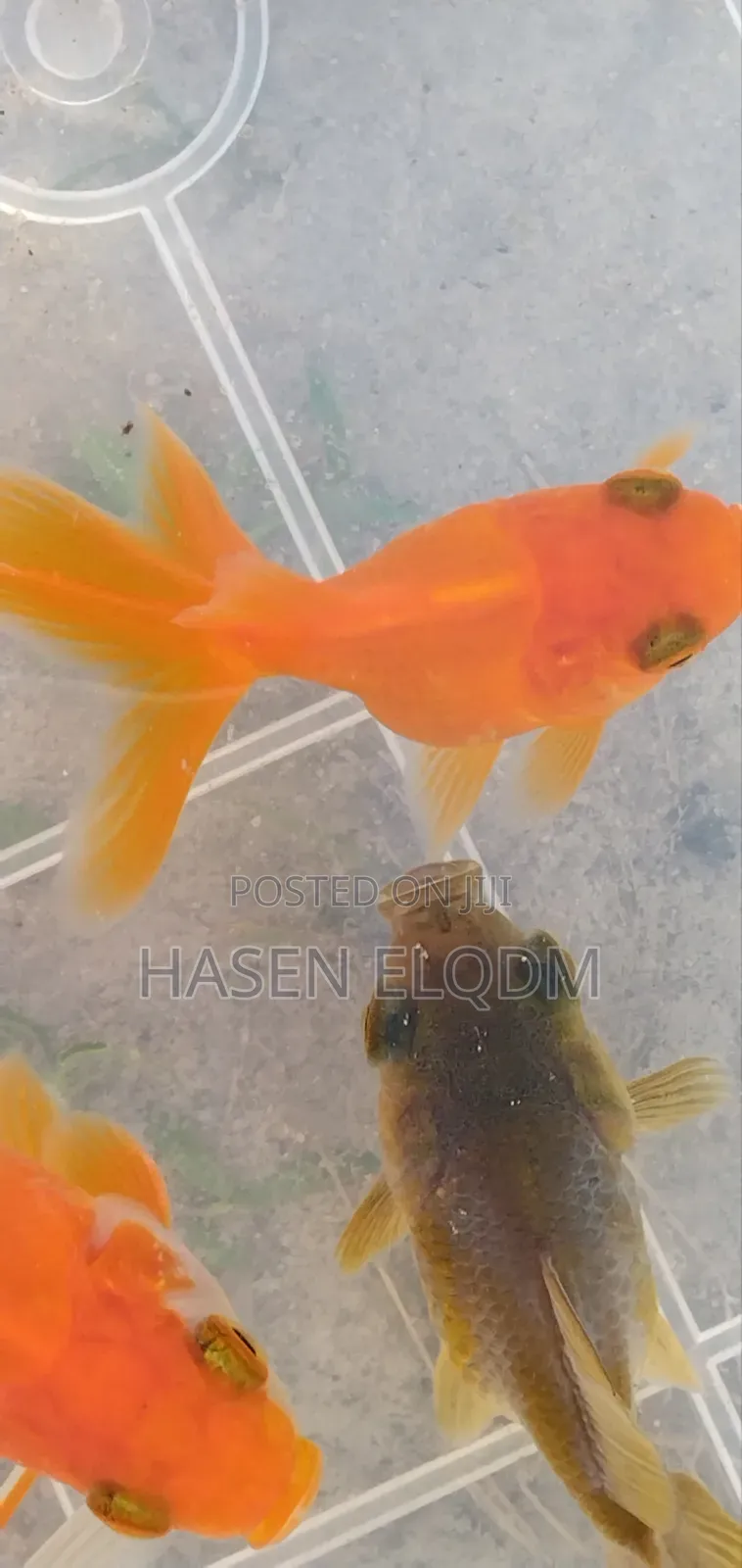Gold Fish Telescope
