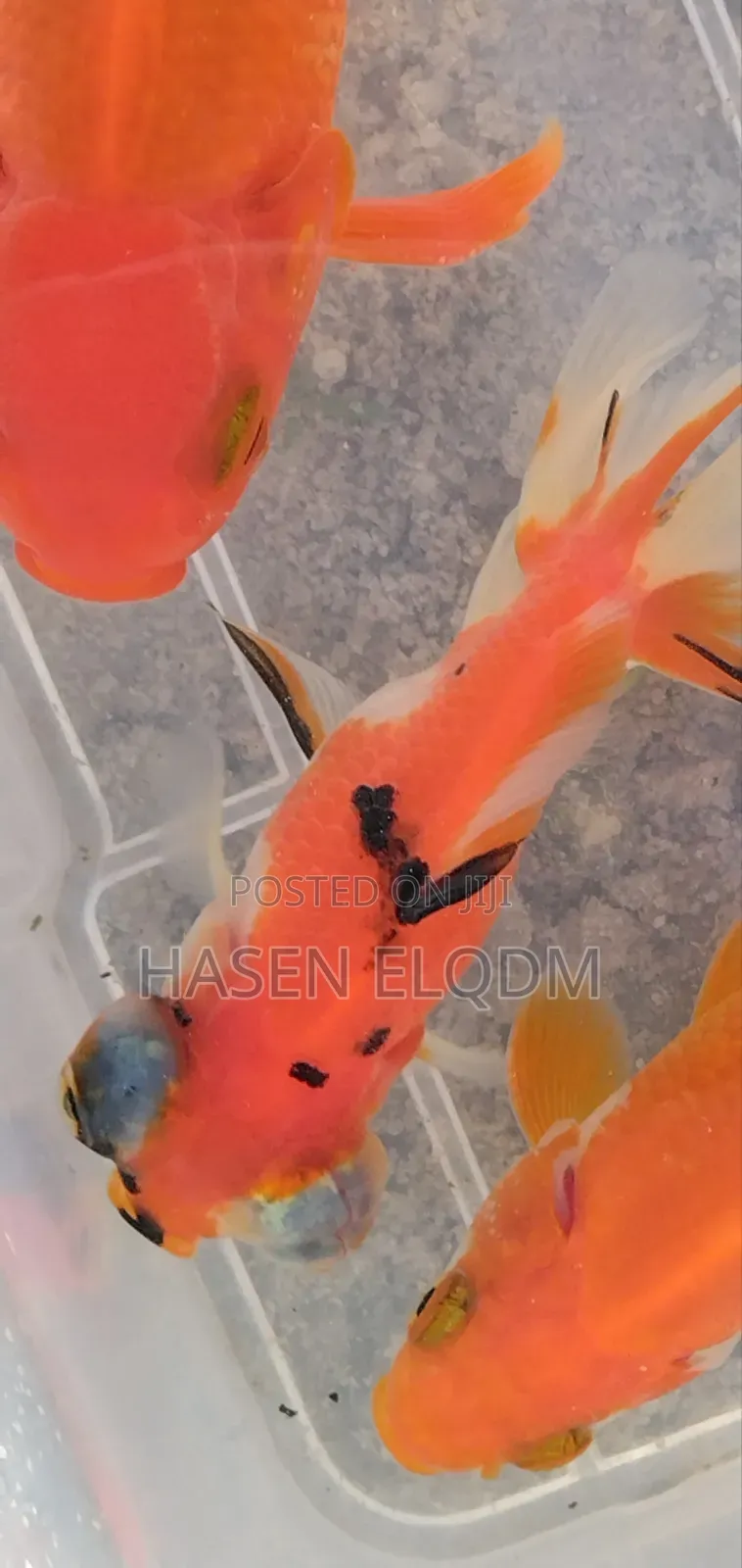 Gold Fish Telescope
