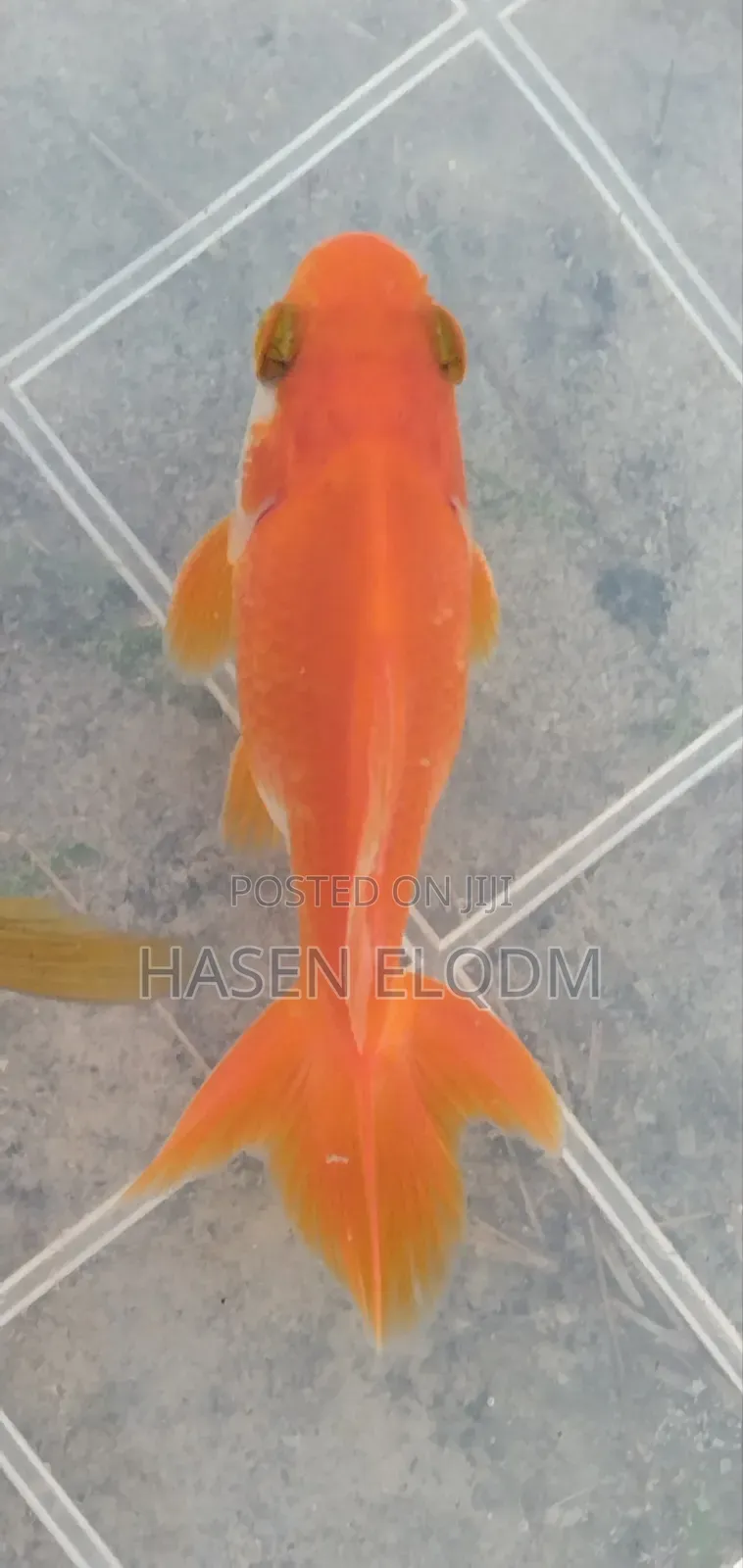 Gold Fish Telescope