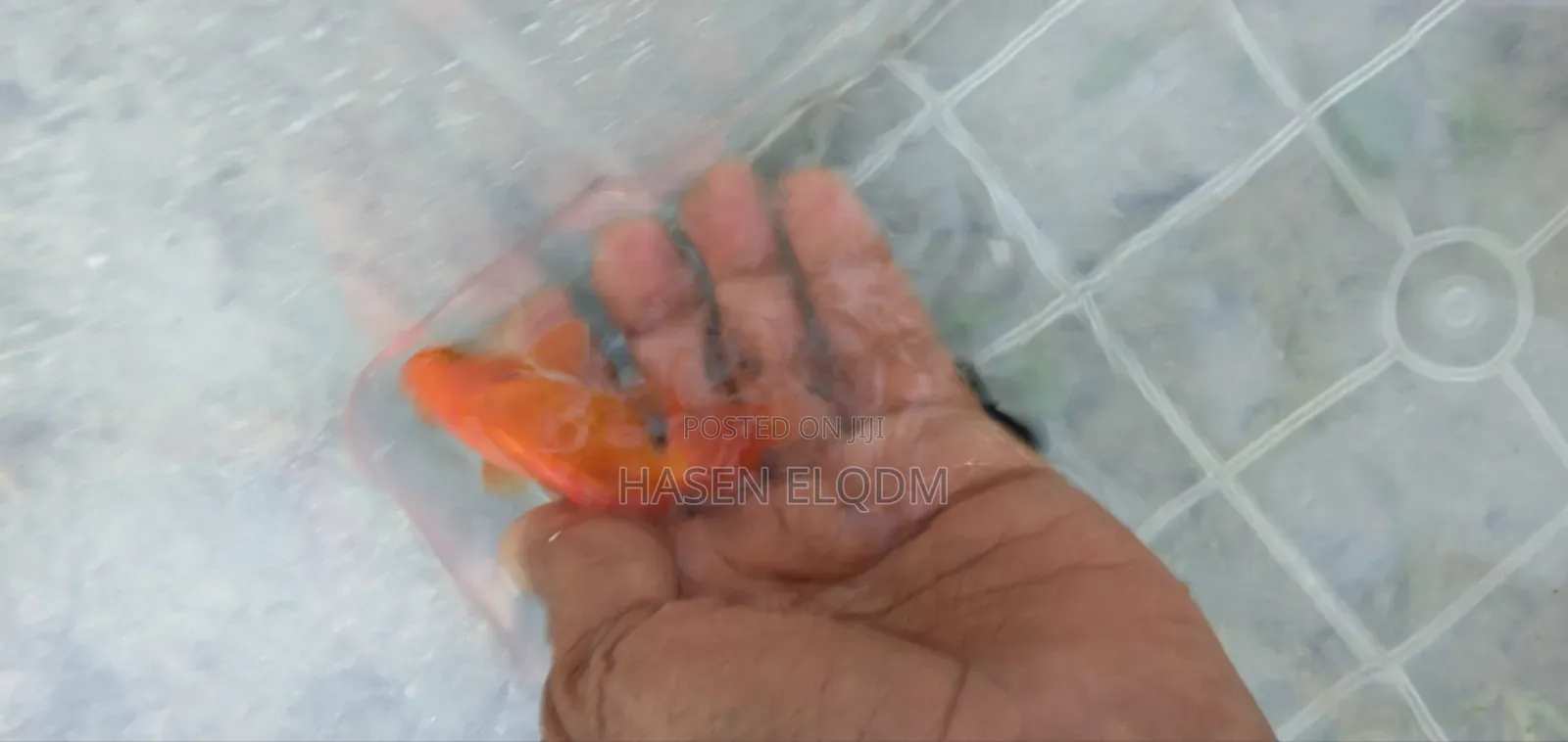 Gold Fish Telescope