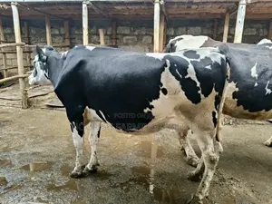 Ngombe Pedigree Cow's