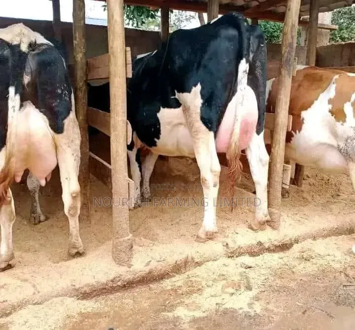 Ngombe Pedigree Cow's