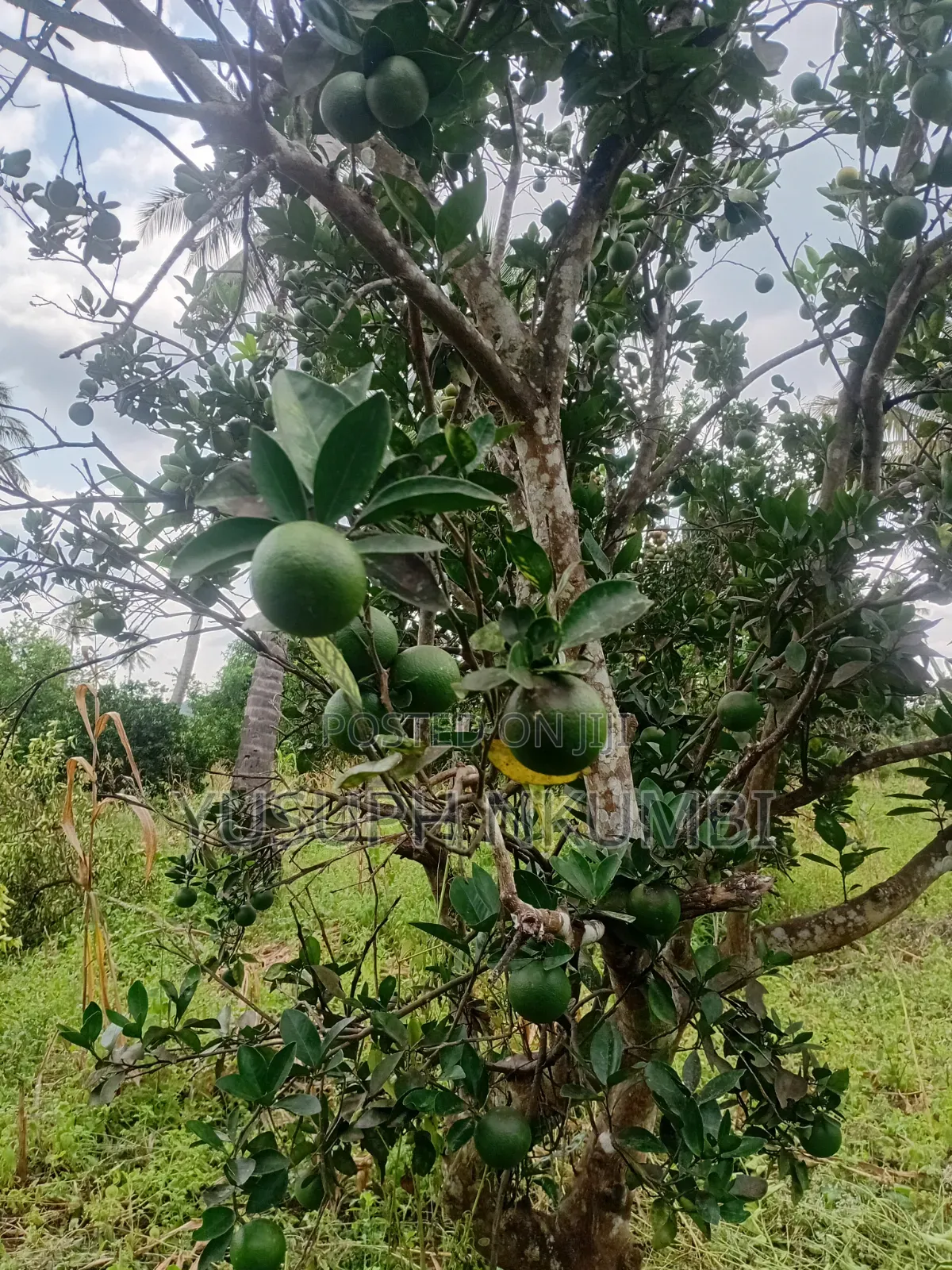 Machungwa Freshi
