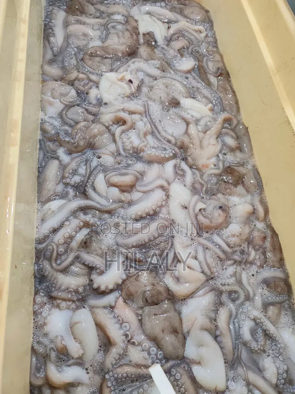 Fresh Pweza Safi | TSH 22,000/Kg | Dar Delivery