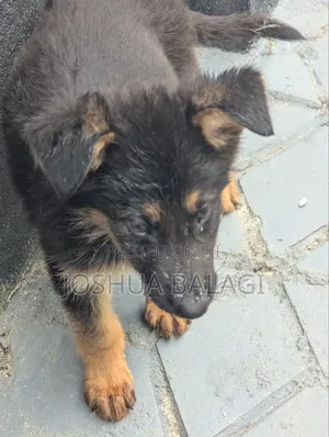 1-3 months Male Purebred German Shepherd