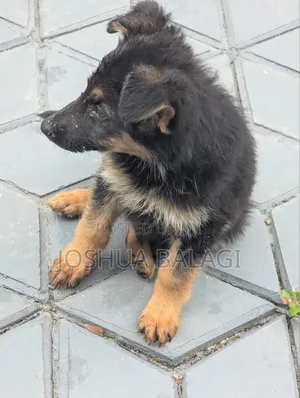 1-3 months Male Purebred German Shepherd