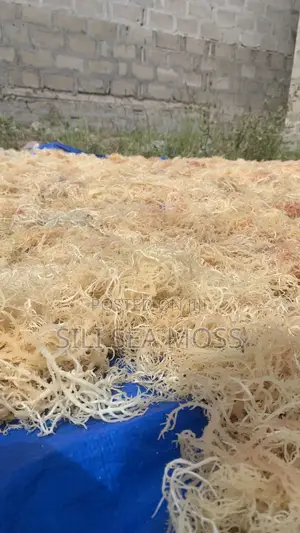 Sea Moss Powder