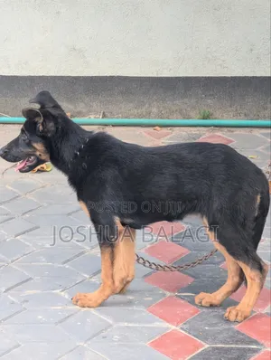 3-6 months Female Purebred German Shepherd