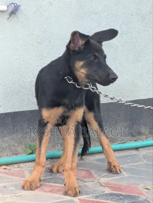 3-6 months Female Purebred German Shepherd