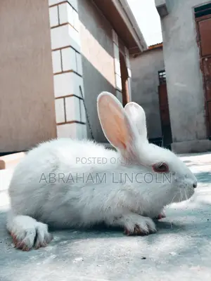 Rabbit for Sell
