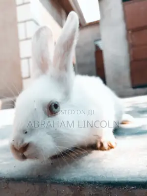 Rabbit for Sell