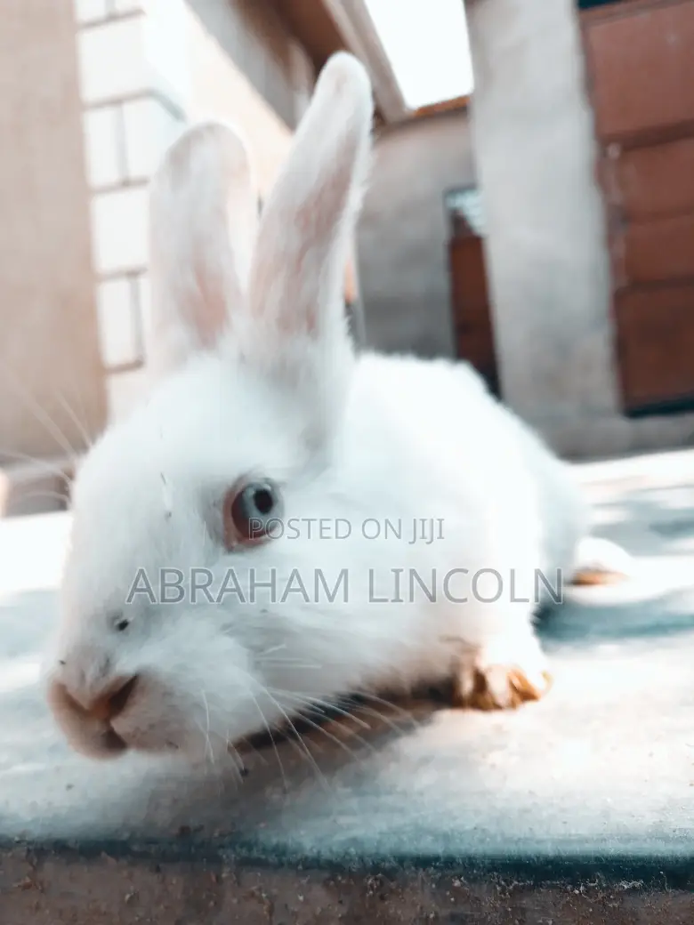 Rabbit for Sell
